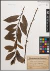 Foto von Salix caprea L. x Salix purpurea L.